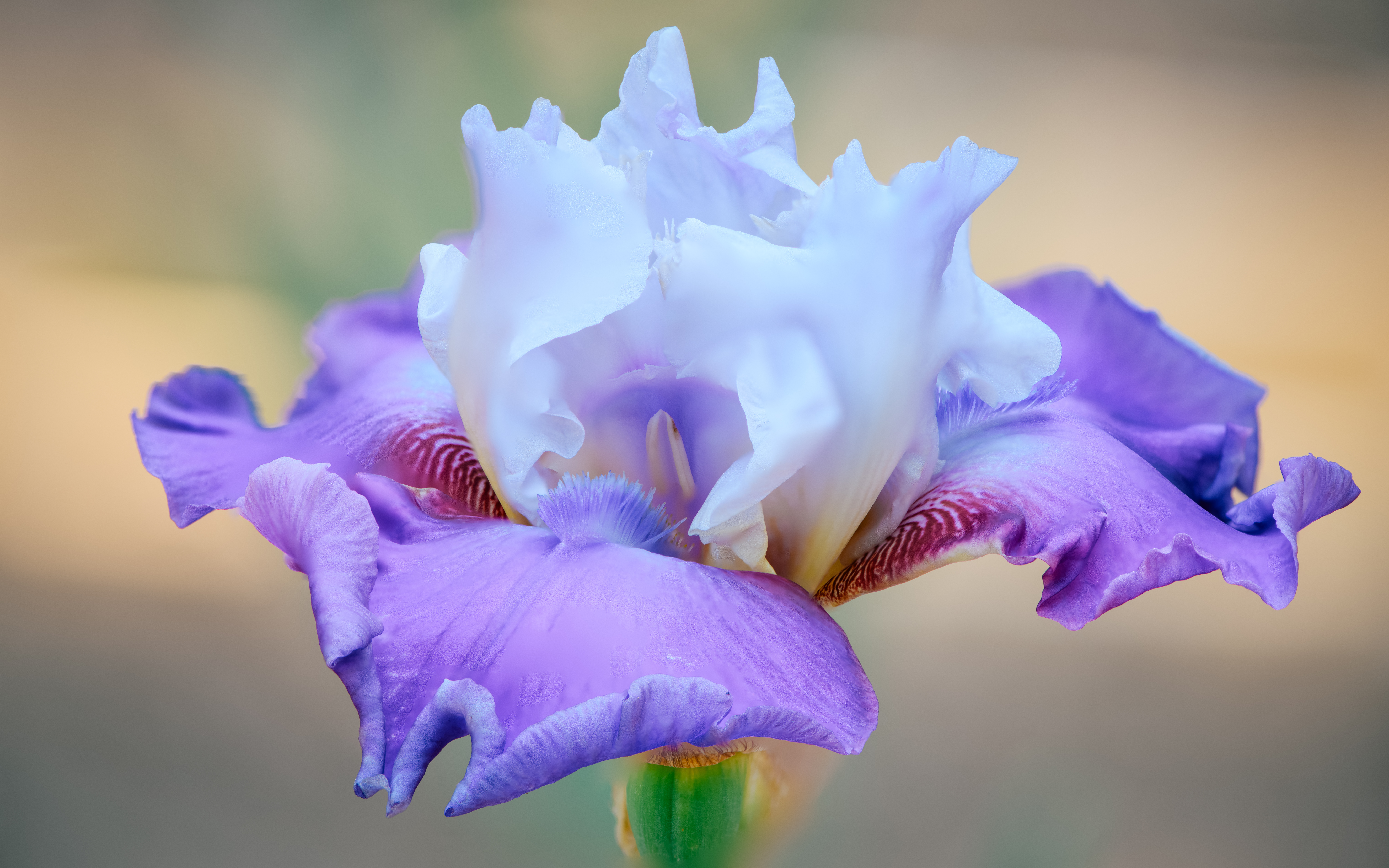 Purple and Light Blue Iris in Bloom